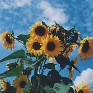 Meet your Posher, Abigail